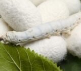 Silk – Thread Lady – YARNS ONLINE – Knitting Tools