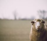 What is merino wool?